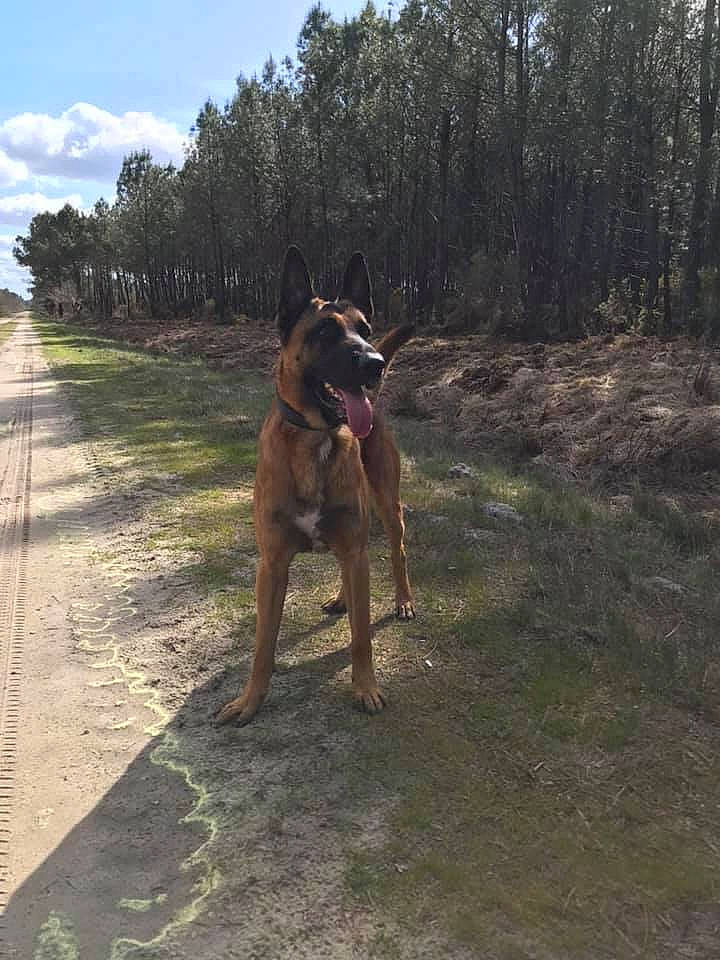 Masaï a rejoint le concours — aidez-le/la à gagner de superbes lots ! airedale_terrier, canidae, carnivore, cloud, companion_dog, dog, dog_breed, fawn, grass, landscape, plant, road, road_surface, sky, snout, soil, sporting_group, tail, tree, working_animal