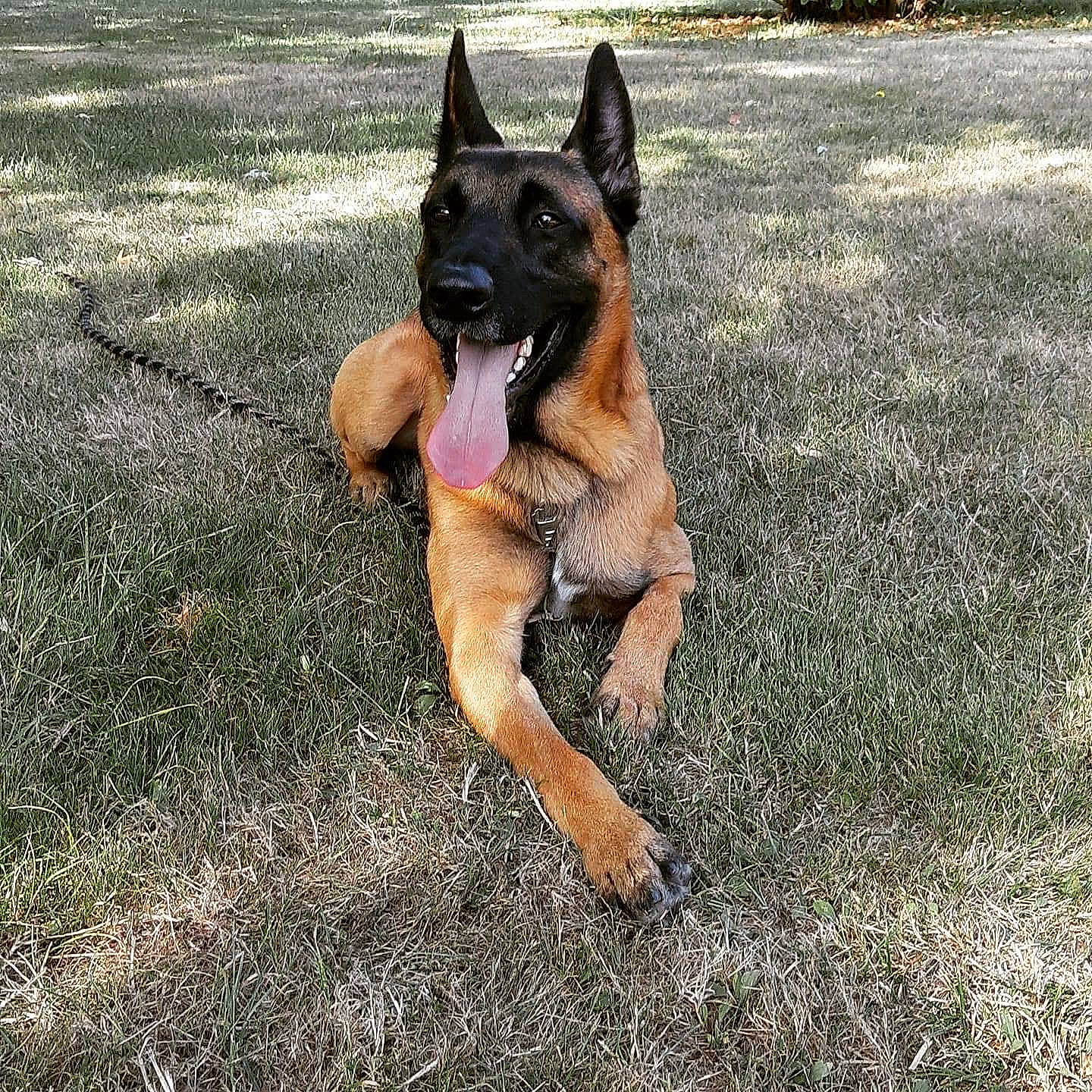 Masaï a rejoint le concours — aidez-le/la à gagner de superbes lots ! canidae, carnivore, collar, companion_dog, dog, dog_breed, east_european_shepherd, fawn, german_shepherd_dog, grass, guard_dog, herding_dog, hunting_dog, law_enforcement, non_sporting_group, old_german_shepherd_dog, plant, snout, sporting_group, working_dog