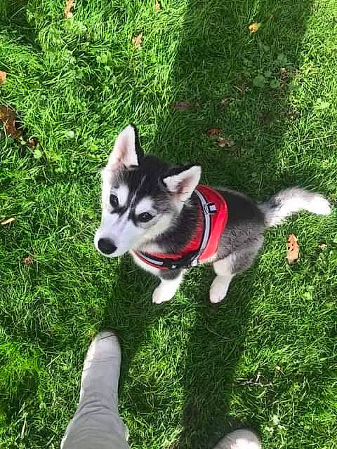 Aïka a rejoint le concours — aidez-le/la à gagner de superbes lots ! canidae, carnivore, companion_dog, dog, dog_breed, fashion_accessory, foot, fur, grass, non_sporting_group, plant, recreation, sled_dog, sporting_group, tail, working_animal, working_dog