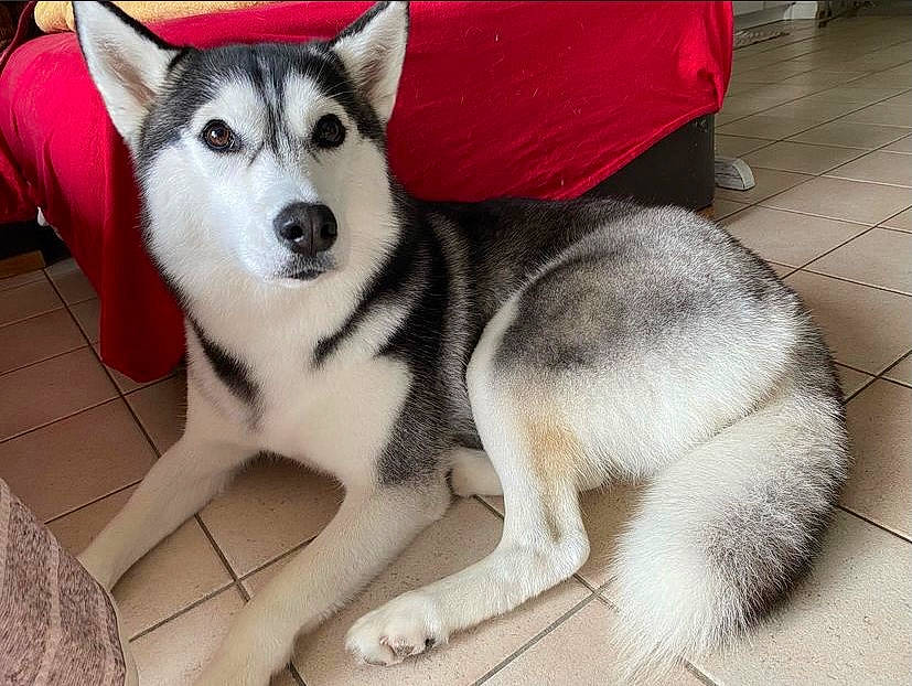 Aïka participe au concours pour gagner de l'argent avec cette photo : ancient_dog_breeds, canidae, canis, carnivore, companion_dog, dog, dog_breed, flooring, fur, grey, non_sporting_group, siberian_husky, sled_dog, snout, sporting_group, terrestrial_animal, wolf, working_animal, working_dog