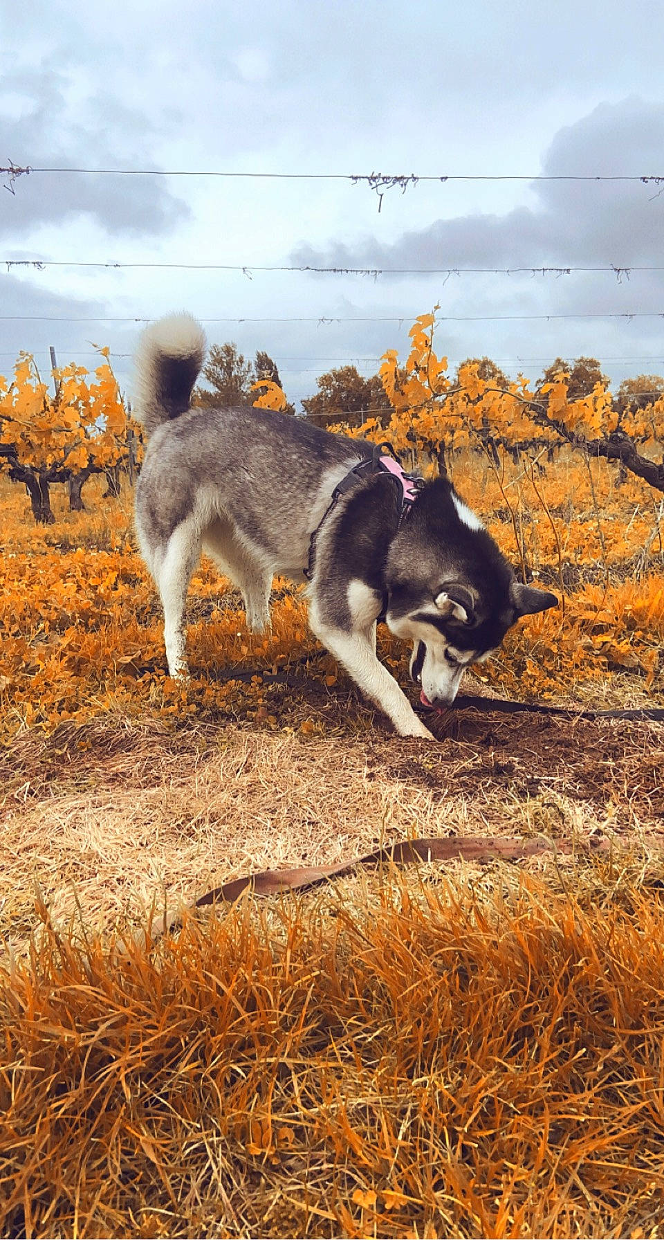 Aïka participe au concours pour gagner de l'argent avec cette photo : canidae, canis, carnivore, cloud, dog, dog_breed, grass, grassland, landscape, natural_landscape, plant, siberian_husky, sky, soil, sporting_group, tail, terrestrial_animal, wildlife, working_animal, working_dog
