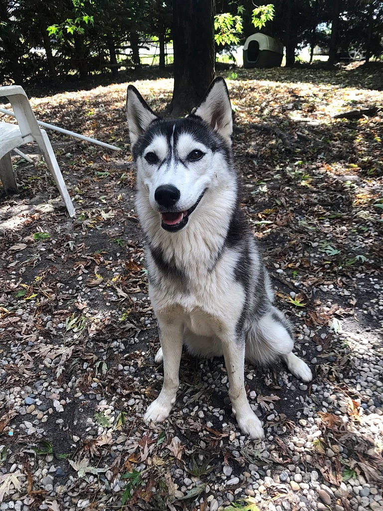 Aïka a rejoint le concours — aidez-le/la à gagner de superbes lots ! ancient_dog_breeds, canidae, canis, carnivore, companion_dog, dog, dog_breed, non_sporting_group, plant, siberian_husky, sled_dog, snout, soil, sporting_group, terrestrial_animal, tree, wolf, working_animal, working_dog