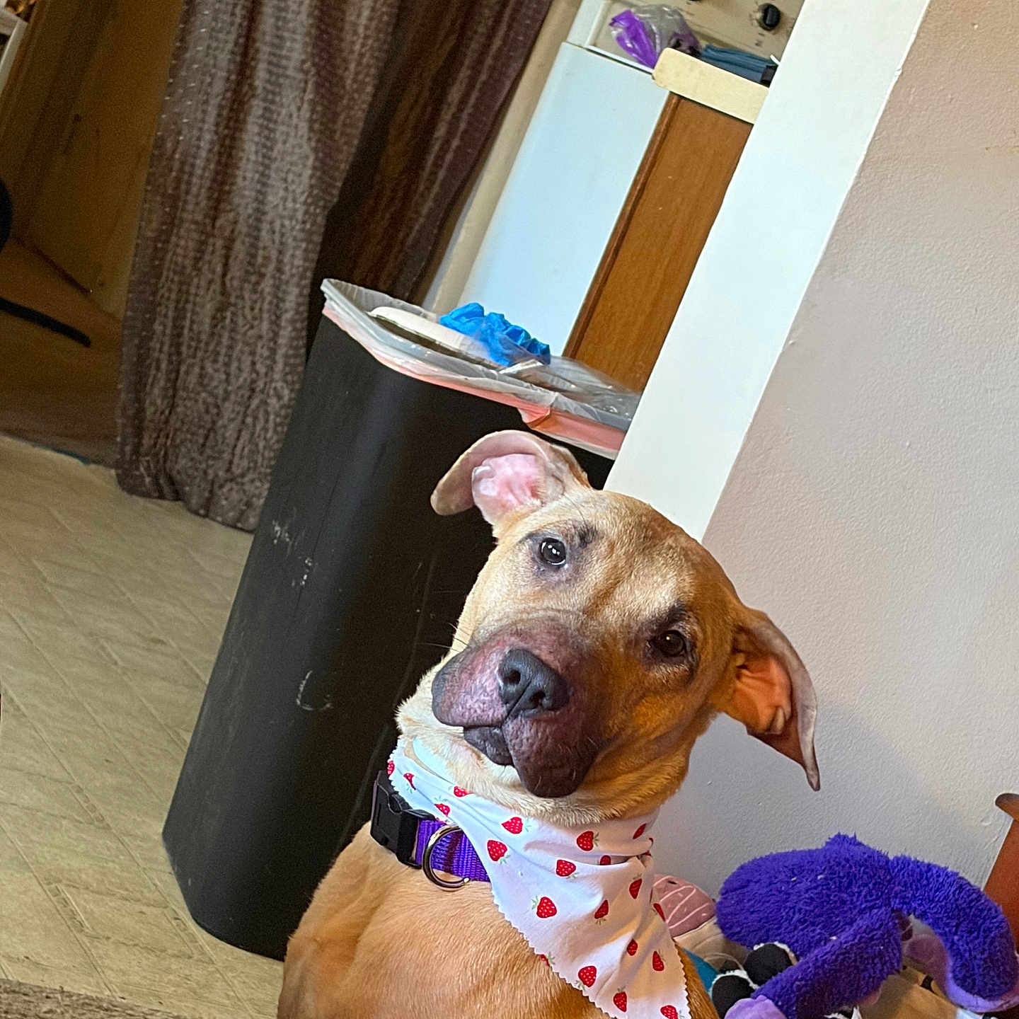 Dolly