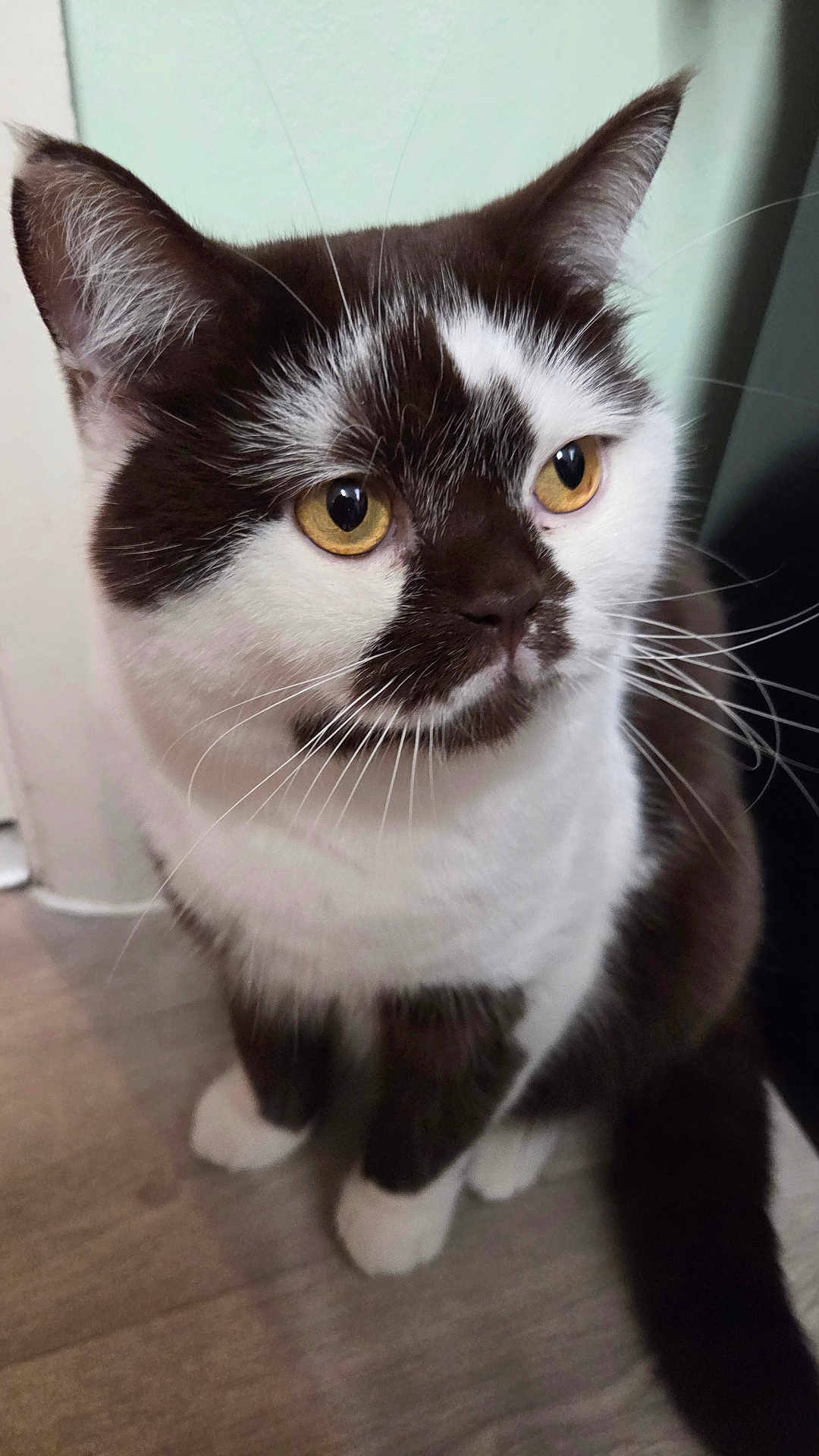Marcus joined the competition — help win amazing prizes! cat, black_and_white, yellow_eyes, sitting, fur, whiskers, floor, curious, pet, indoor, closeup, animal, feline, ears, tail, portrait, domestic_cat, looking_away, cute, furry