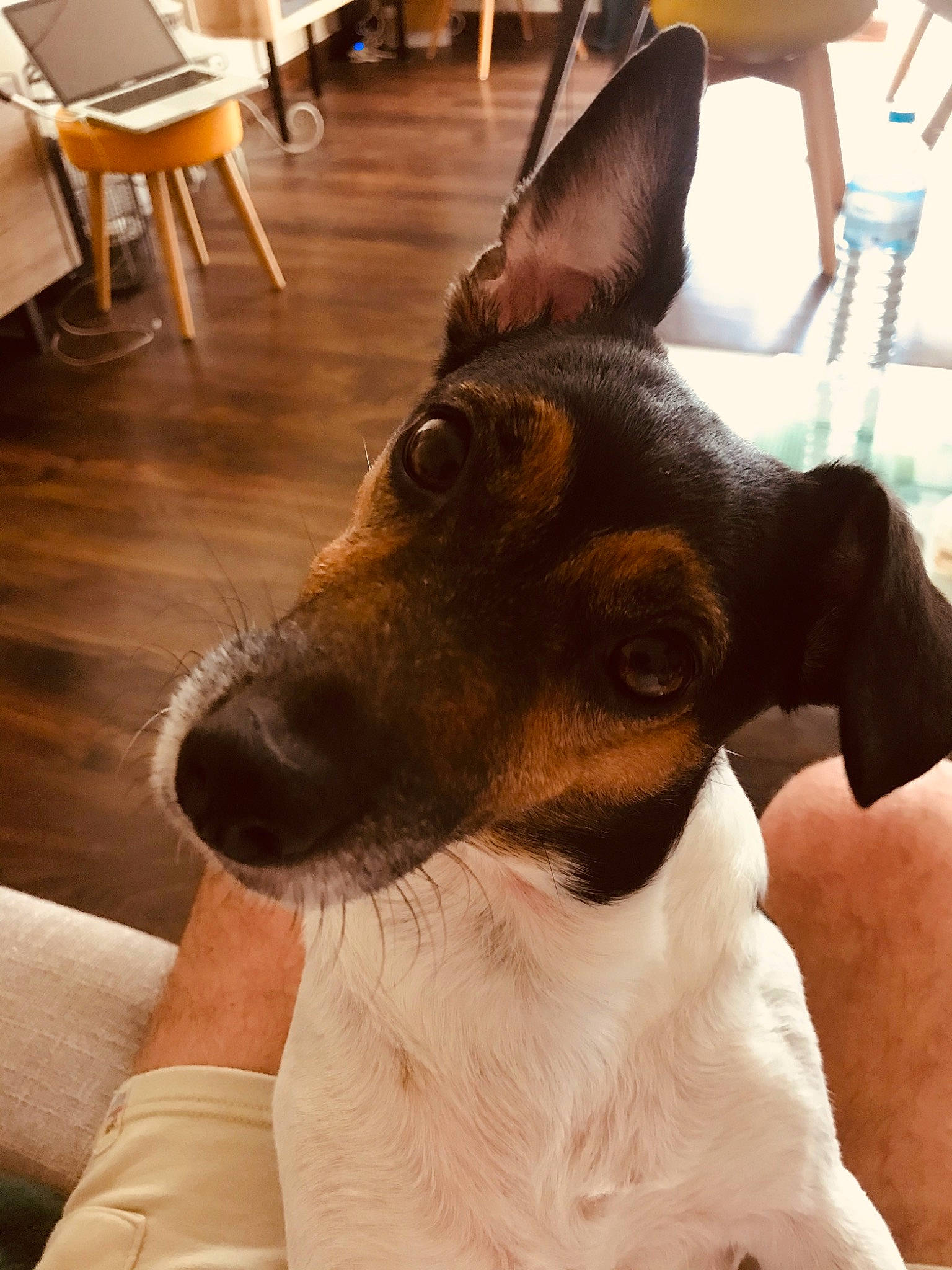 Lolly a rejoint le concours — aidez-le/la à gagner de superbes lots ! canidae, carnivore, chilean_fox_terrier, danish_swedish_farmdog, dog, dog_breed, ear, feist, fox_terrier, japanese_terrier, mammal, miniature_fox_terrier, rat_terrier, ratonero_bodeguero_andaluz, smooth_fox_terrier, snout, teddy_roosevelt_terrier, tenterfield_terrier, toy_fox_terrier, vertebrate
