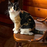 Lily joined the competition — help win amazing prizes! cat, calico_cat, animal, pet, sitting, chair, wooden_chair, indoors, home, wood_paneling, window, floor, portrait, looking_at_camera, whiskers, ears, tail, black_white_orange, cozy, furniture