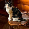 cat, calico_cat, animal, pet, sitting, chair, wooden_chair, indoors, home, wood_paneling, window, floor, portrait, looking_at_camera, whiskers, ears, tail, black_white_orange, cozy, furniture