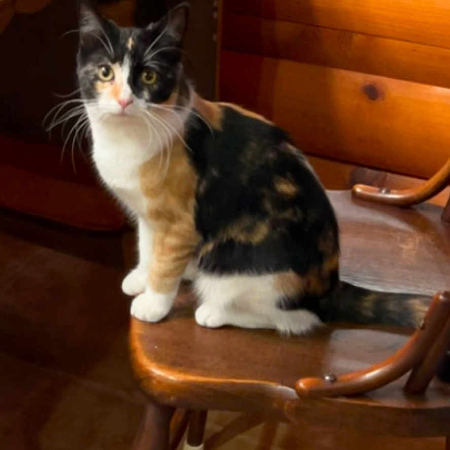 Lily joined the competition — help win amazing prizes! cat, calico_cat, animal, pet, sitting, chair, wooden_chair, indoors, home, wood_paneling, window, floor, portrait, looking_at_camera, whiskers, ears, tail, black_white_orange, cozy, furniture