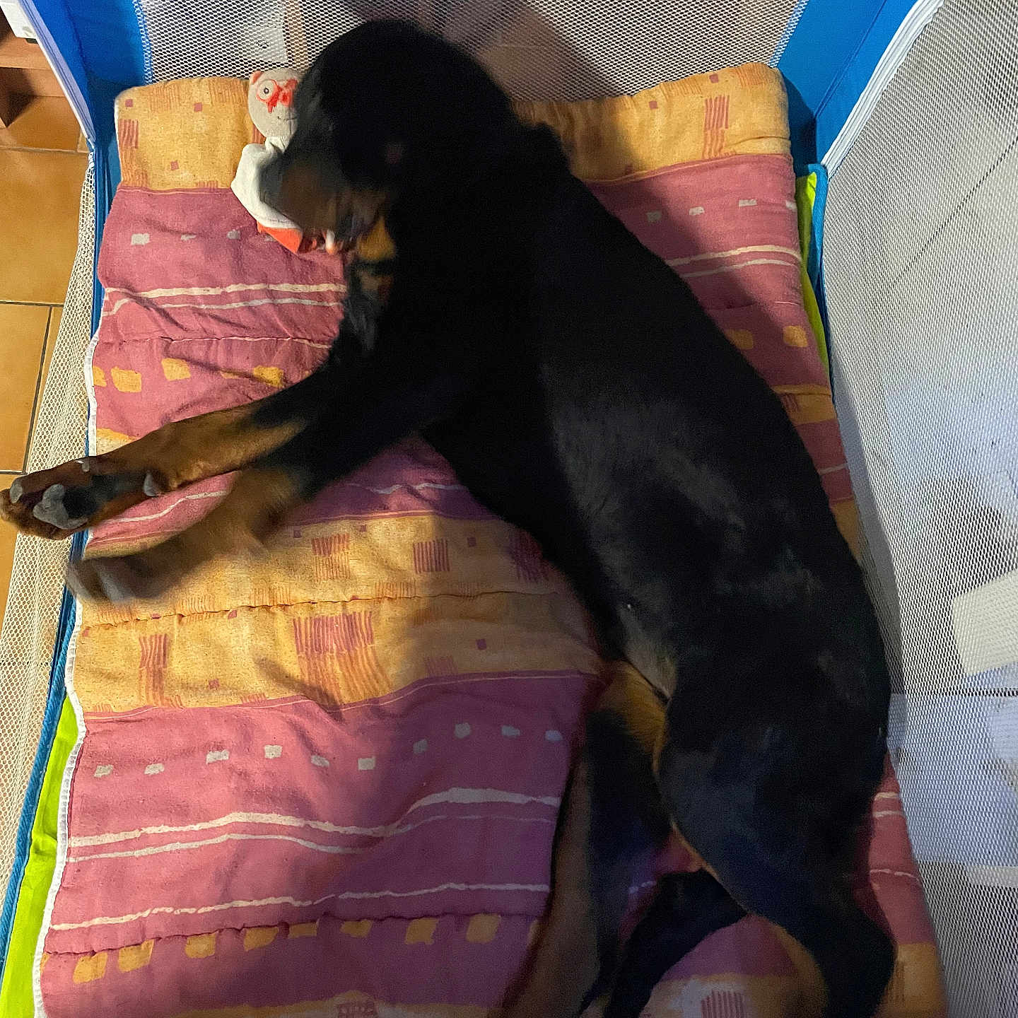 Vegas a rejoint le concours — aidez-le/la à gagner de superbes lots ! accessories, animal, bag, bed, blanket, canine, couch, crib, cushion, dog, furniture, handbag, homedecor, hound, indoors, infantbed, person, pet, puppy, sleeping