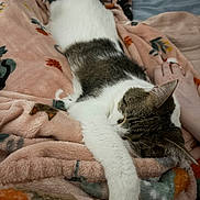 Lavender is registered to the contest to win money with this photo: animal, bed, blanket, cat, close_up, cozy, fur, indoors, lying_down, nap, paw, pet, pink_blanket, relaxed, sleeping, soft_texture, stretching, tabby_cat, whiskers, white_cat
