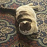Lavender is registered to the contest to win money with this photo: animal, carpet, cat, closeup, ears, face, feline, gray_fur, home, indoor, lying_down, patterned_rug, paws, pet, portrait, relaxed, resting, tail, whiskers, white_fur