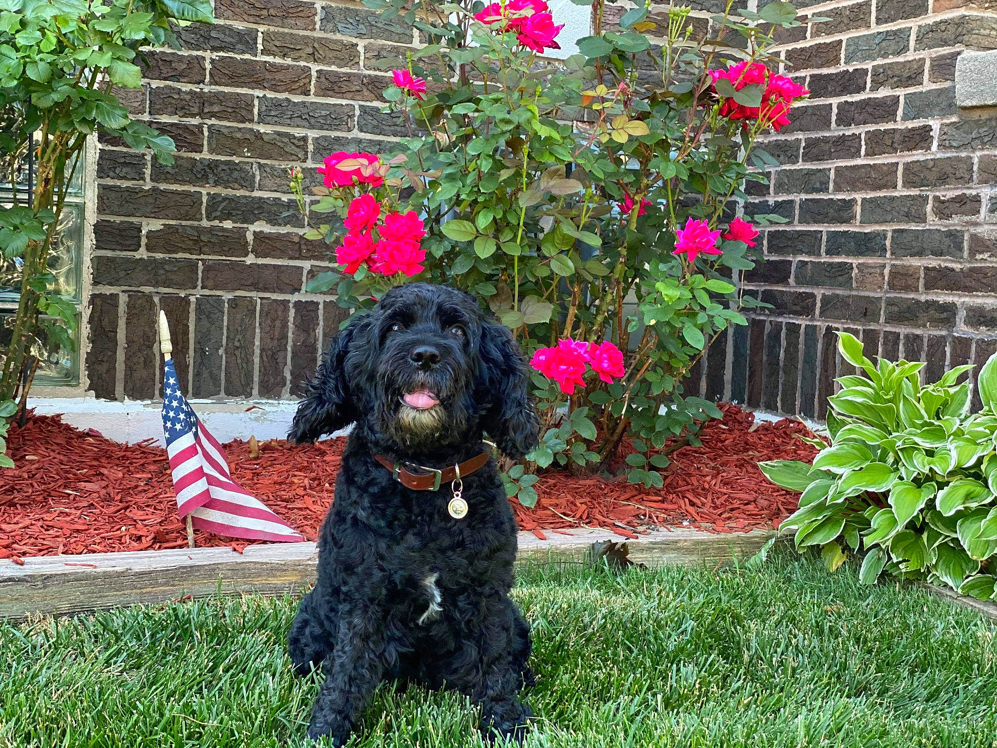 Snickers joined the competition — help win amazing prizes! barbet, canidae, carnivore, cavapoo, cockapoo, dog, dog_breed, grass, labradoodle, mammal, plant, portuguese_water_dog, shrub, spaniel, sporting_group, vertebrate