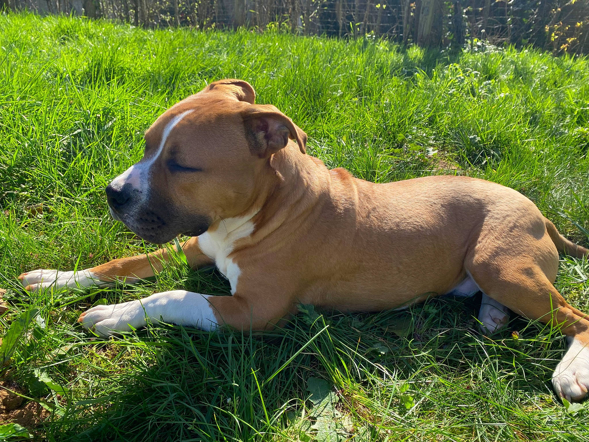 Sayko participe au concours pour gagner de l'argent avec cette photo : canidae, carnivore, collar, companion_dog, dog, dog_breed, dog_collar, fawn, grass, hunting_dog, molosser, non_sporting_group, plant, puppy, sporting_group, terrestrial_animal, whiskers, working_animal, working_dog, wrinkle