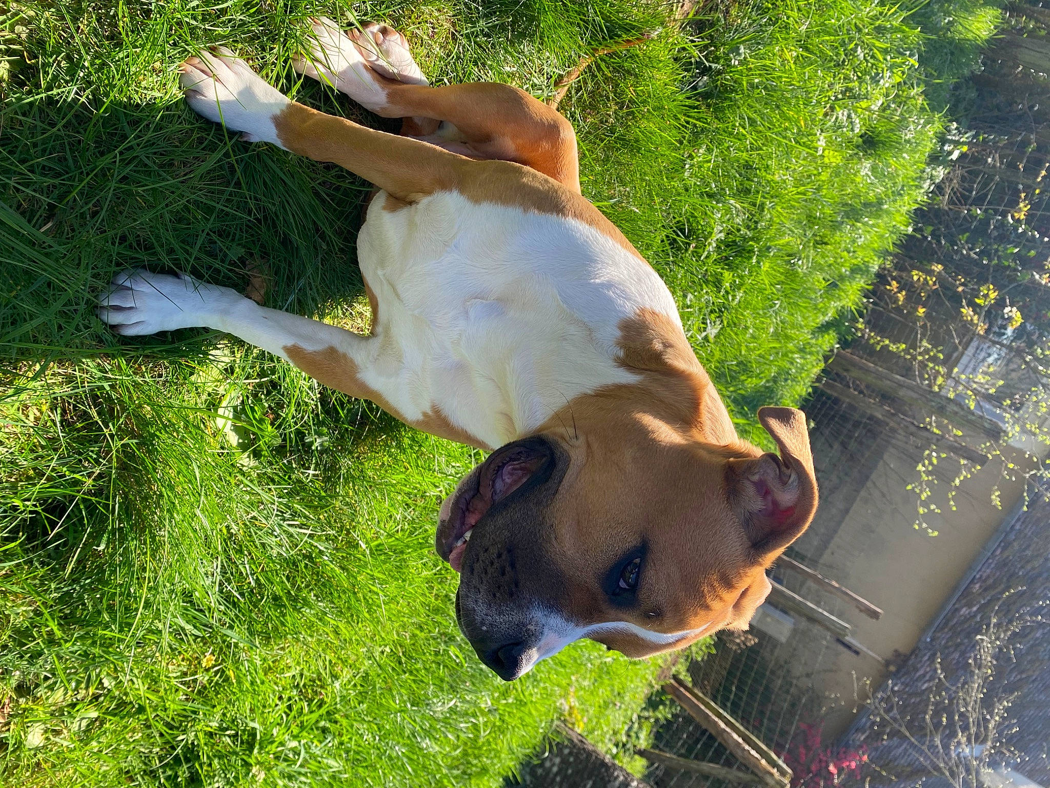 Sayko a rejoint le concours — aidez-le/la à gagner de superbes lots ! canidae, carnivore, companion_dog, dog, dog_breed, fawn, grass, grass_family, grassland, happy, hunting_dog, pasture, people_in_nature, plant, sporting_group, tail, terrestrial_animal, tree, water, working_animal