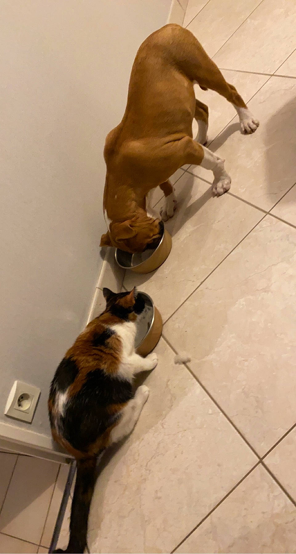 Sayko participe au concours pour gagner de l'argent avec cette photo : canidae, carnivore, cat, comfort, companion_dog, dog, dog_breed, fawn, felidae, floor, flooring, hardwood, small_to_medium_sized_cats, snout, sporting_group, tail, tile_flooring, whiskers, wood, working_animal