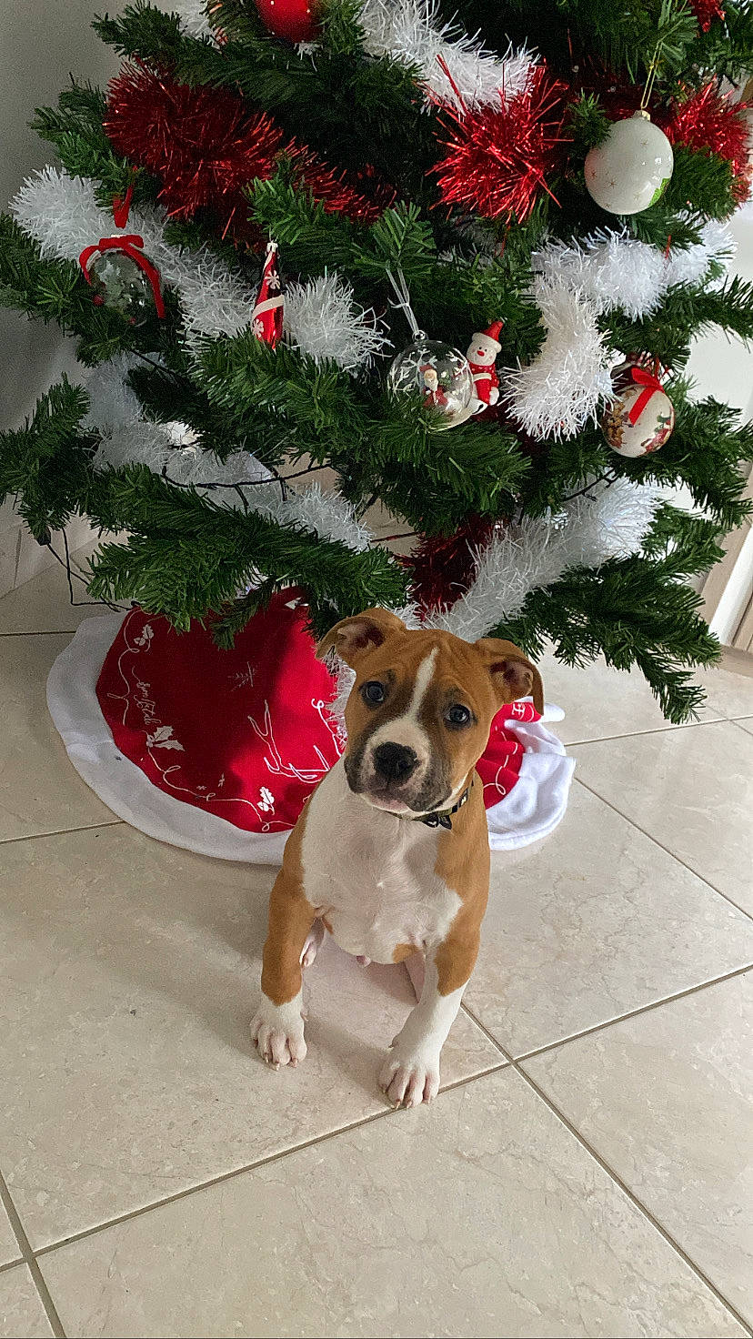 Sayko participe au concours pour gagner de l'argent avec cette photo : carnivore, christmas, christmas_decoration, christmas_ornament, christmas_tree, collar, companion_dog, dog, dog_breed, event, evergreen, fawn, holiday, holiday_ornament, ornament, plant, snout, sporting_group, tree, winter