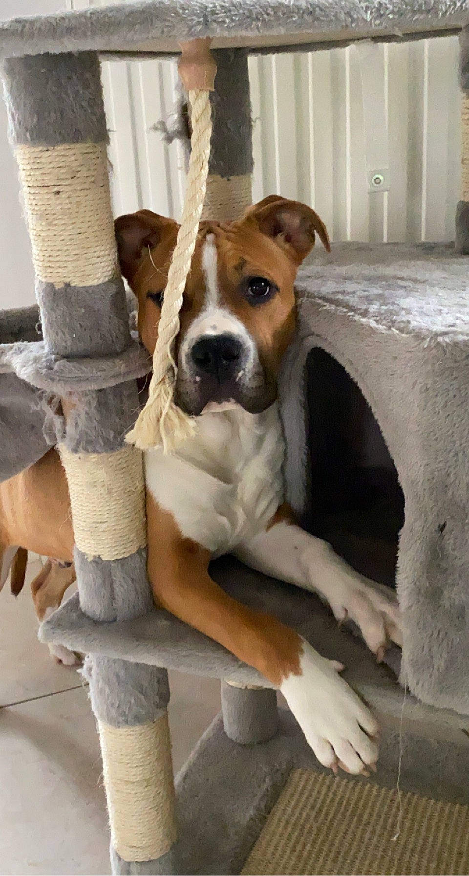 Sayko participe au concours pour gagner de l'argent avec cette photo : canidae, carnivore, collar, companion_dog, dog, dog_breed, dog_collar, fawn, flooring, fur, hardwood, paw, snout, sporting_group, tail, whiskers, window, wood, working_animal, working_dog