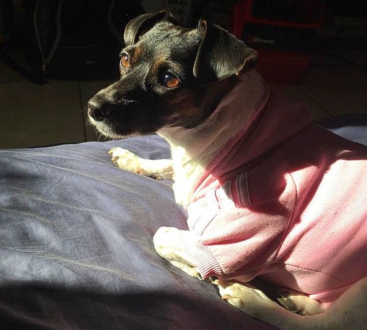 Bella joined the competition — help win amazing prizes! canidae, carmine, carnivore, comfort, companion_dog, darkness, dog, dog_breed, dog_supply, ear, fawn, fur, guard_dog, linens, pinscher, russkiy_toy, sporting_group, toy_dog, whiskers, working_animal