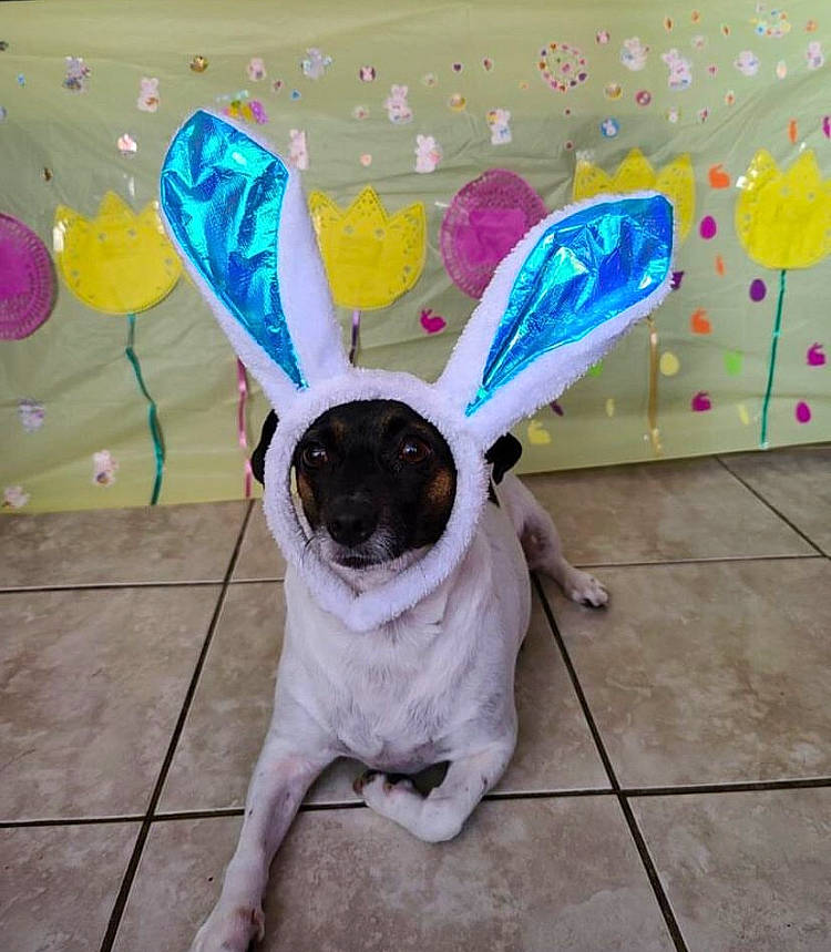 Bella is registered to the contest to win money with this photo: art, carnivore, companion_dog, dog, dog_breed, dog_clothes, dog_supply, eyewear, fashion_accessory, fawn, flooring, font, paint, party_hat, party_supply, pet_supply, pink, toy_dog, visual_arts, working_animal