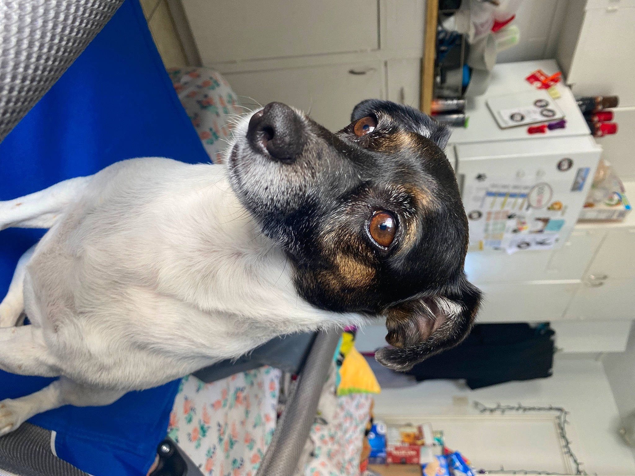 Bella is registered to the contest to win money with this photo: canidae, carnivore, collar, companion_dog, dog, dog_breed, dog_collar, dog_supply, fawn, fur, giant_dog_breed, guard_dog, non_sporting_group, paw, schnauzer, snout, sporting_group, whiskers, working_animal, working_dog