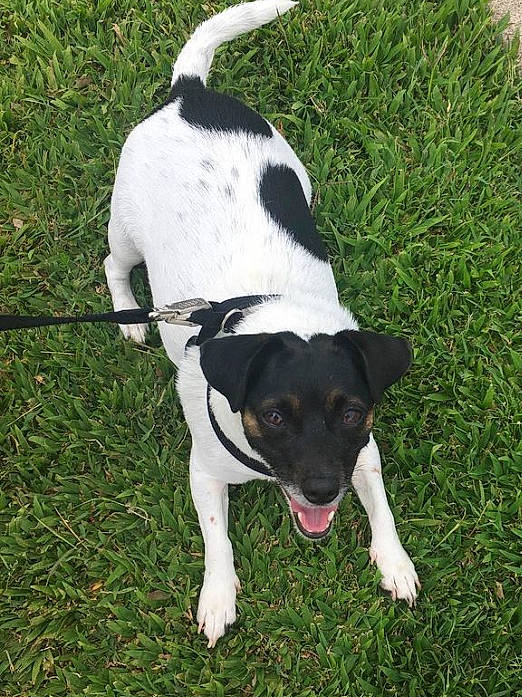 Bella joined the competition — help win amazing prizes! canidae, carnivore, collar, companion_dog, dog, dog_breed, dog_collar, dog_supply, fawn, grass, hunting_dog, non_sporting_group, pet_supply, plant, snout, sporting_group, tail, whiskers, working_animal, working_dog