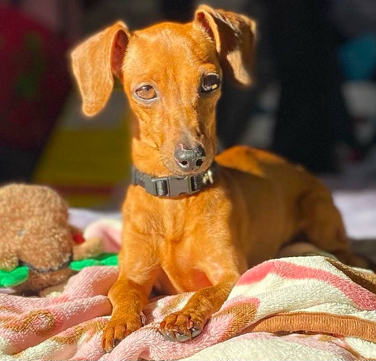 Honi joined the competition — help win amazing prizes! canidae, carnivore, collar, companion_dog, dog, dog_breed, dog_collar, dog_supply, dog_toy, fawn, fur, liver, paw, pet_supply, puppy, snout, sporting_group, toy_dog, whiskers, working_animal