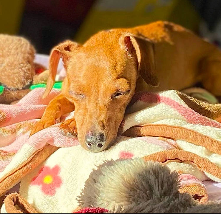 Honi joined the competition — help win amazing prizes! canidae, carnivore, comfort, companion_dog, dog, dog_breed, dog_sports, dog_supply, fawn, fur, linens, liver, snout, sporting_group, terrestrial_animal, whiskers, working_animal