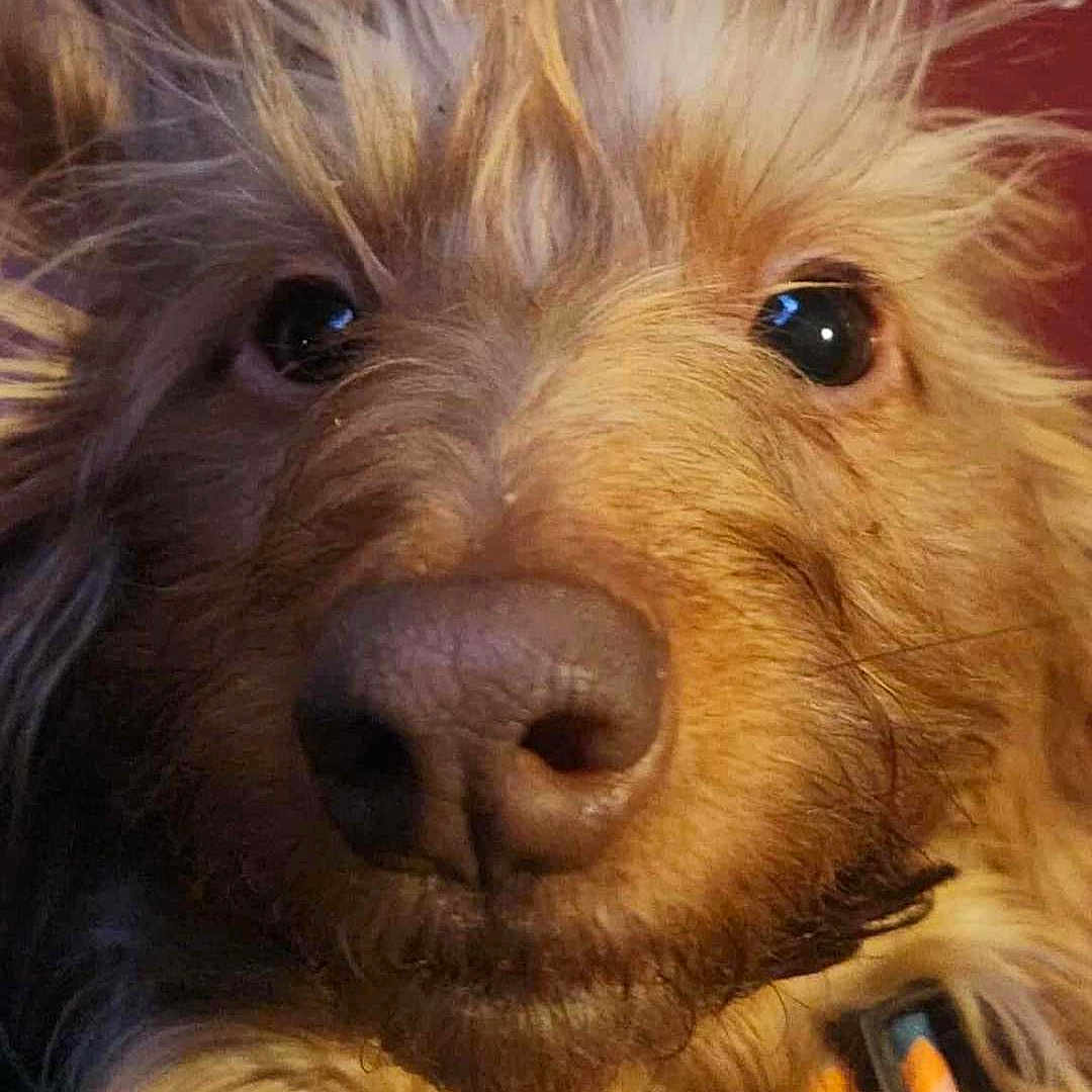 Bridgette joined the competition — help win amazing prizes! animal, brown_fur, canine, close_up, collar, curious, cute, dog, eyes, face, fluffy, fur, indoors, long_hair, muzzle, nose, pet, portrait, whiskers, wild_hair