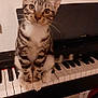 cat, kitten, tabby, piano, keyboard, indoor, pet, animal, sitting, curious, whiskers, fur, ears, floor, music, instrument, keys, closeup, domestic, cute