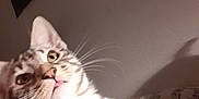 Matt a rejoint le concours — aidez-le/la à gagner de superbes lots ! animal, cat, closeup, curious, cute, domestic_cat, ears, eyes, face, feline, fur, household, indoor, pet, portrait, relaxed, striped, tabby, tongue_out, whiskers