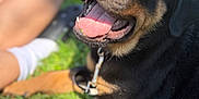 Dallas joined the competition — help win amazing prizes! animal, black_and_tan, canine, closeup, collar, cute, dog, grass, happy, leash, nature, outdoor, person, pet, playful, puppy, rottweiler, sitting, summer, tongue_out