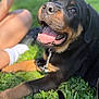 animal, black_and_tan, canine, closeup, collar, cute, dog, grass, happy, leash, nature, outdoor, person, pet, playful, puppy, rottweiler, sitting, summer, tongue_out