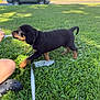 Dallas joined the competition — help win amazing prizes! animal, cautious, dog, footwear, grass, greenery, hand, leash, outdoor, person, pet, plastic_bottle, playing, puppy, rottweiler, side_view, sniffing, summer, sunlight, young_dog