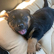 Dallas is registered to the contest to win money with this photo: puppy, rottweiler, dog, cute, smiling, tongue_out, pet, animal, fur, black_and_tan, cushion, indoor, sunlight, relaxed, young, canine, paw, sleepy, friendly, companion