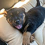 puppy, rottweiler, dog, cute, smiling, tongue_out, pet, animal, fur, black_and_tan, cushion, indoor, sunlight, relaxed, young, canine, paw, sleepy, friendly, companion
