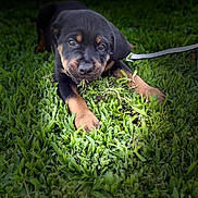 Dallas joined the competition — help win amazing prizes! adorable, animal, black_fur, brown_fur, canine, chewing, closeup, cute, dog, grass, greenery, leash, lying_down, nature, outdoor, pet, playful, puppy, rottweiler, young