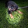 adorable, animal, black_fur, brown_fur, canine, chewing, closeup, cute, dog, grass, greenery, leash, lying_down, nature, outdoor, pet, playful, puppy, rottweiler, young