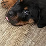 Dallas joined the competition — help win amazing prizes! adorable, animal, black_fur, brown_fur, canine, close_up, cute, dog, domestic_animal, floor, fur, lying_down, pet, playful, portrait, puppy, rottweiler, tongue_out, wooden_floor, young_dog