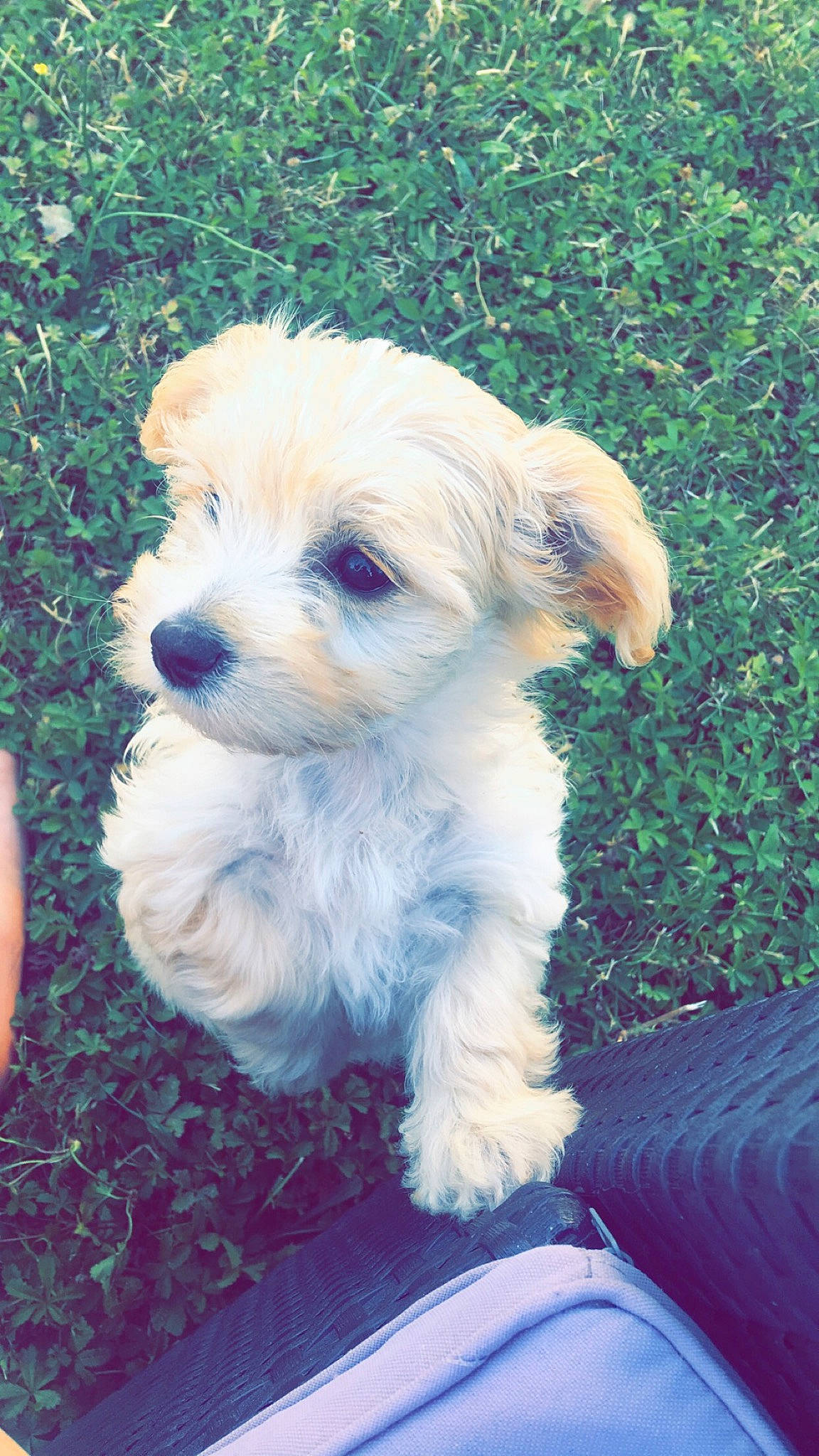 Pita participe au concours pour gagner de l'argent avec cette photo : bolonka, canidae, carnivore, cavachon, companion_dog, dog, dog_breed, havanese, maltepoo, maltese, mammal, morkie, poodle_crossbreed, puppy, rare_breed_dog, schnoodle, shih_tzu, sporting_lucas_terrier, toy_dog, vertebrate