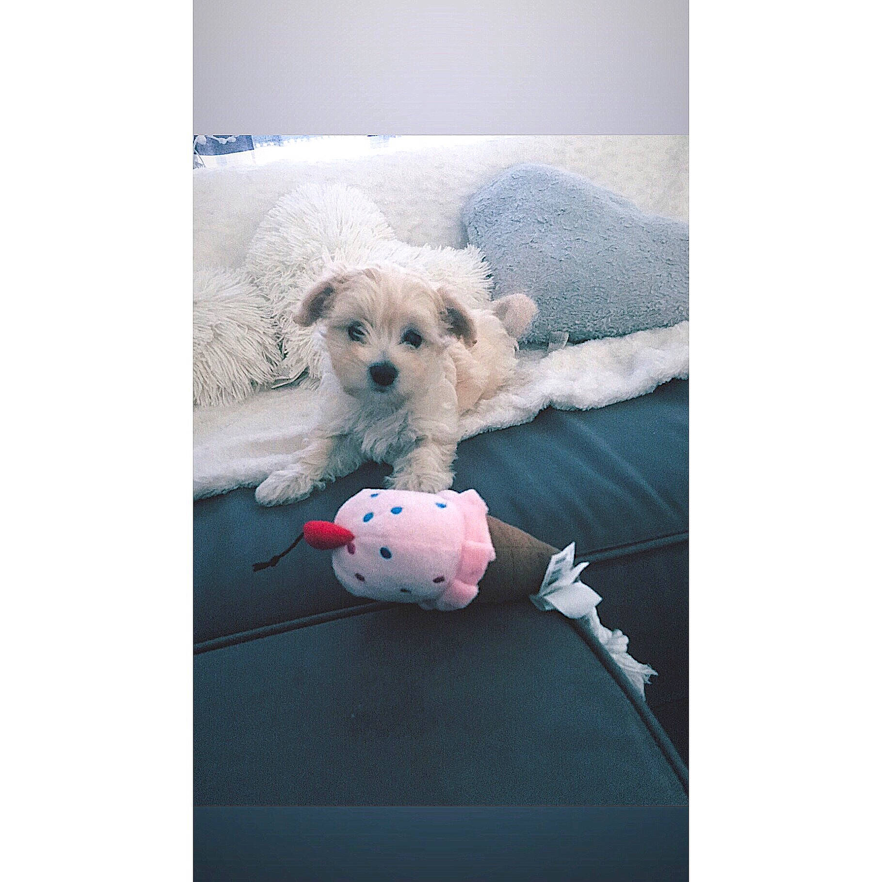 Pita a rejoint le concours — aidez-le/la à gagner de superbes lots ! bichon, canidae, carnivore, cavachon, companion_dog, coton_de_tulear, dog, dog_breed, havanese, lhasa_apso, mal_shi, maltepoo, maltese, mammal, morkie, puppy, schnoodle, shih_tzu, toy_dog, vertebrate