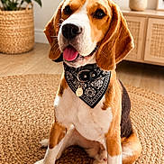 Ulysse a rejoint le concours — aidez-le/la à gagner de superbes lots ! dog, beagle, pet, bandana, indoor, rug, plant, furniture, wood_floor, decor, tongue_out, sitting, canine, collar, brown, white, black, cute, animal, portrait