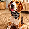 dog, beagle, pet, bandana, indoor, rug, plant, furniture, wood_floor, decor, tongue_out, sitting, canine, collar, brown, white, black, cute, animal, portrait