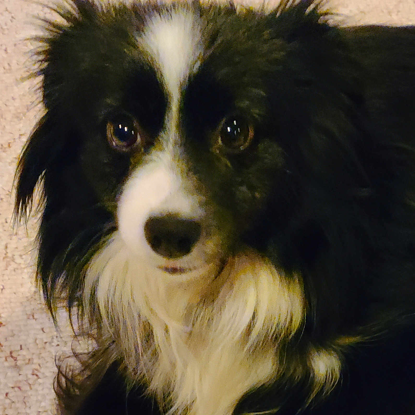 Gracie is registered to the contest to win money with this photo: animal, black_and_white, canine, carpet, close_up, companion, cute, dog, domestic, ears, fluffy, friendly, fur, indoor, looking_at_camera, mammal, nose, pet, portrait, whiskers