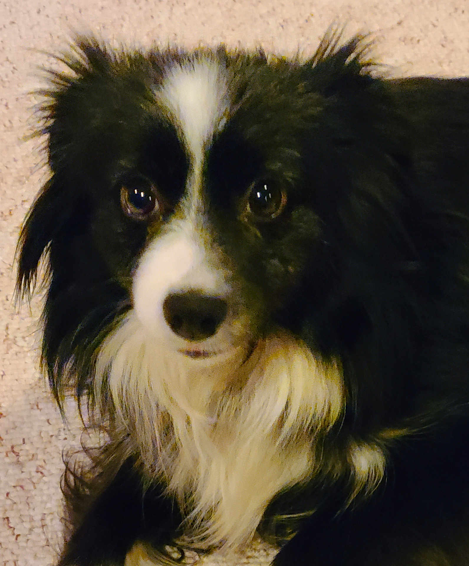 Gracie is registered to the contest to win money with this photo: dog, black_and_white, fluffy, pet, canine, close_up, carpet, indoor, fur, portrait, animal, mammal, cute, looking_at_camera, nose, ears, whiskers, companion, domestic, friendly