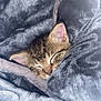 Milu joined the competition — help win amazing prizes! kitten, sleeping, blanket, tabby, cozy, fur, pet, animal, cute, soft, comfort, indoor, closeup, resting, face, ear, small, warm, peaceful, snuggled