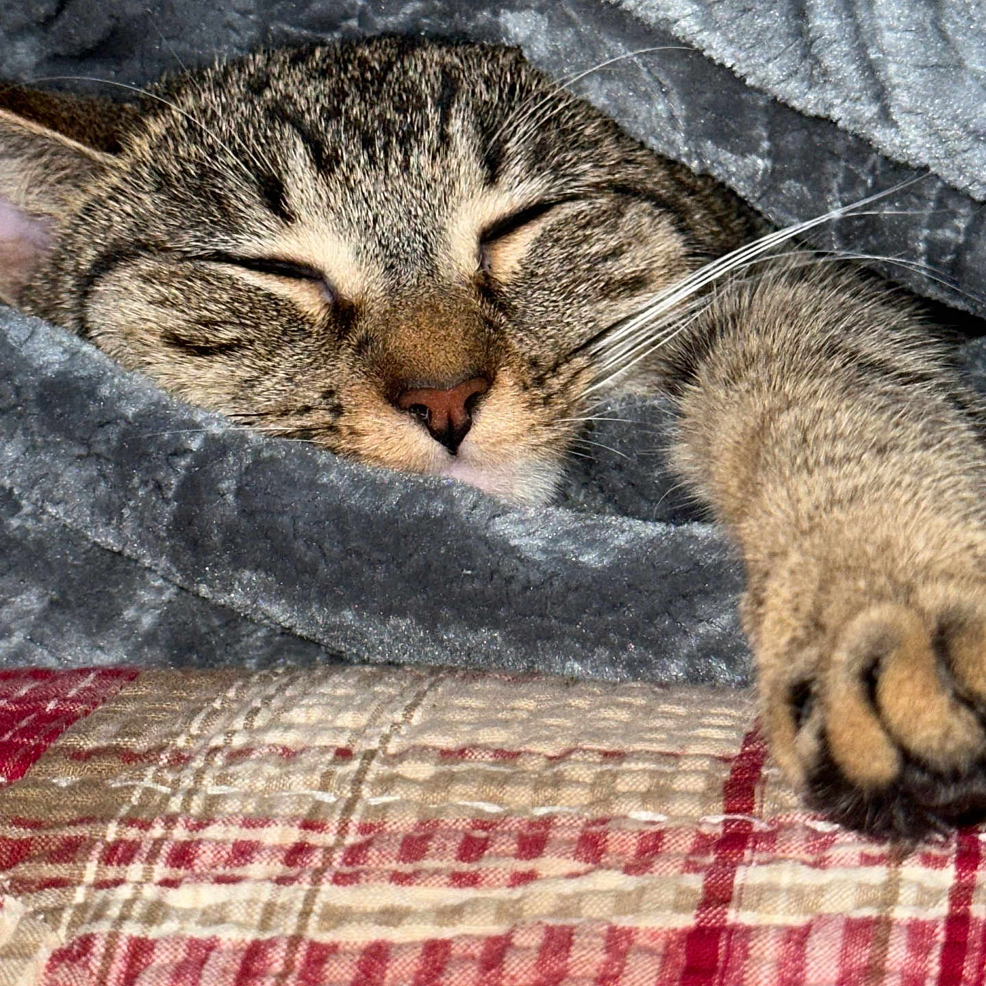Milu joined the competition — help win amazing prizes! animal, blanket, cat, closeup, comfort, cozy, cute, fur, gray, indoor, nap, paw, pet, plaid, quilt, relaxation, resting, sleeping, tabby, whiskers