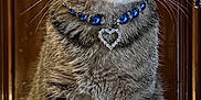 Milu joined the competition — help win amazing prizes! cat, tabby_cat, pet, feline, animal, collar, jewelry, heart_pendant, blue_beads, sitting, whiskers, ears, fur, indoor, wooden_background, soft_surface, cute, alert, portrait, closeup