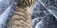 Milu is registered to the contest to win money with this photo: animal, blanket, cat, comfort, cozy, cute, ears, feline, fur, indoor, kitten, nap, pet, relaxation, resting, sleeping, soft, striped, tabby, whiskers