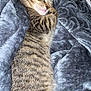 cat, kitten, sleeping, tabby, fur, whiskers, ears, blanket, soft, cozy, nap, resting, indoor, pet, animal, cute, feline, striped, comfort, relaxation