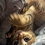Milu is registered to the contest to win money with this photo: kitten, cat, pet, playful, paw, blanket, texture, cozy, fur, whiskers, cute, indoor, closeup, eyes, animal, young, resting, soft, sleepy, comfort